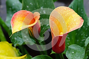 Calla Lily