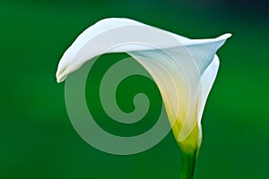 Calla Lily