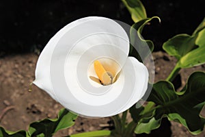 Calla Lily