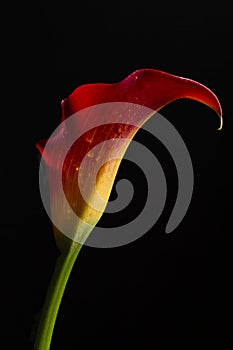 Calla Lily