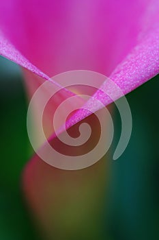 Calla Lily photo