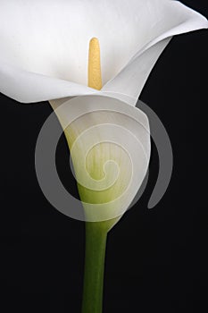 Calla Lily