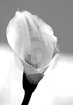 Calla Lily