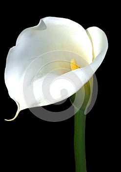 Calla Lily photo