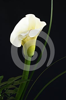 Calla Lily