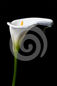 Calla lily