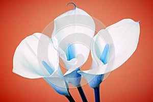 Calla lily arum flower abstract colors