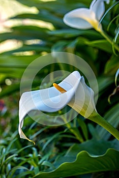 Calla lily or arum lily (Zantedeschia aethiopica).