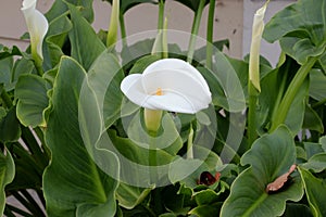 Calla lily, Arum lily, Zantedeschia aethiopica
