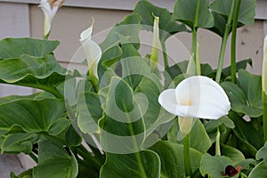 Calla lily, Arum lily, Zantedeschia aethiopica