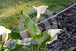 Calla lily, Arum lily, Zantedeschia aethiopica