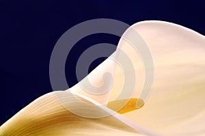 Calla Lily with Blue Background