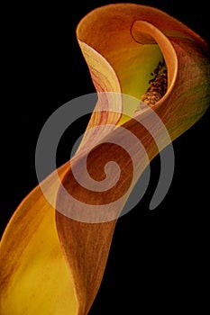 Calla Lily - Botanicals on Black Series