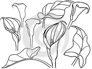 Calla, lily. Callas with leaves in different angles. Constructor, templates, set. Botanical illustration. Line drawing. For colori