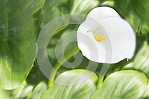 Calla lily close up on  with bee inside in the garden