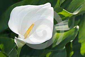 Calla lily close up on  in the garden among dark green leaves