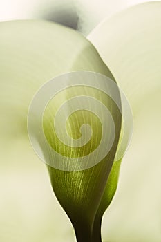 Calla lily extreme close up texture of the plant spathe from outside. Botanical concepts, macro photography shot in studio. Textur