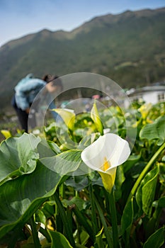 Calla lily field with blur tourist on background at Zuzhihu
