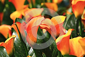 Calla lily field closeup