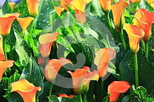 Calla lily field closeup