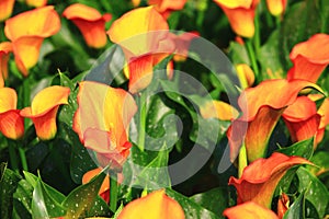 Calla lily field closeup photo