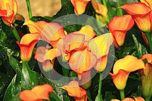 Calla lily field closeup