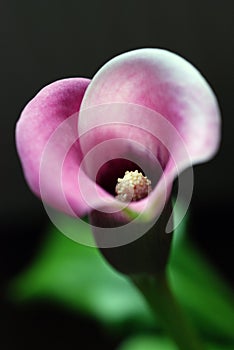 Calla lily flower