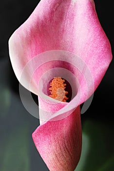 Calla lily flower