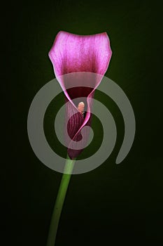 Calla lily flower is also called the trumpet, pig or arum lily