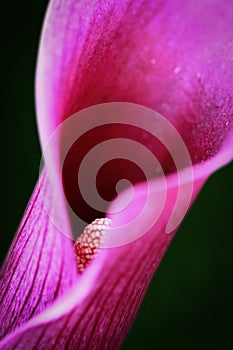 Calla lily flower is also called the trumpet, pig or arum lily