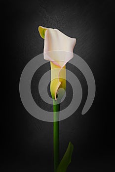 Calla lily flower is also called the trumpet, pig or arum lily