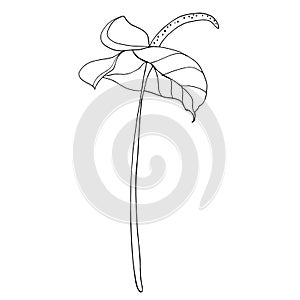 Calla lily flower, bud and leaves in black. Single tropical flower isolated on a white background