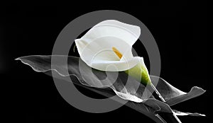 Calla lily flower