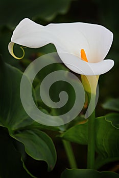 Calla Lily Flower