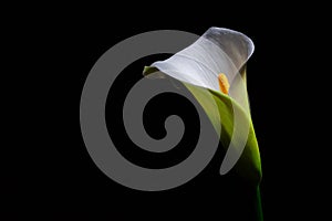 Calla lily flower - isloated on black.