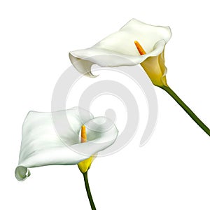 Calla lily flower isolated on a white background