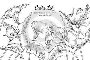 Calla Lily flower and leaf hand drawn botanical illustration with line art on white backgrounds photo