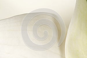 Calla lily flower macro