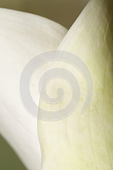 Calla lily flower macro