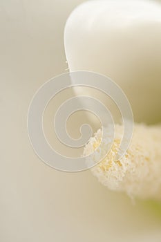 Calla lily flower macro