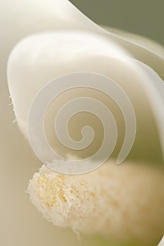 Calla lily flower macro