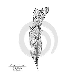 Calla Lily flower stem and leaves.