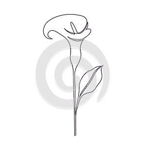 Calla lily flower photo