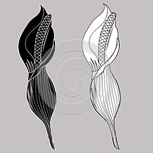 Calla Lily flowers, bud and leaves in black. Two tropical flowers isolated on a white background