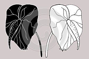 Calla Lily flowers, bud and leaves in black. Two tropical flowers isolated on a white background