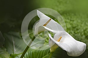 Calla lily flowers, closeup of beautiful white flowers in full bloom in spring, arum lily ,gold calla. White calla
