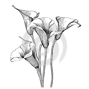 Calla lily flowers hand drawn sketch illustration.