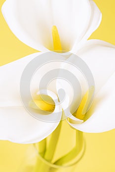 Calla lily flowers