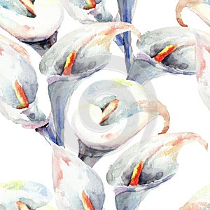 Calla Lily flowers, watercolor illustration
