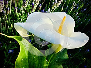 A calla lily grows in a lavender field. Close-up.